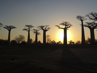 Baobab Alley at sunset - Madagascar