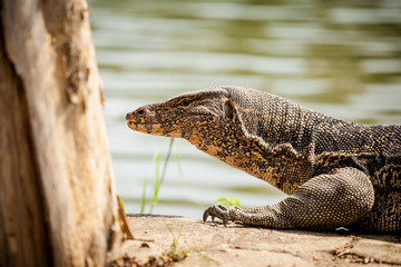 Beautiful monitor lizard inThailand