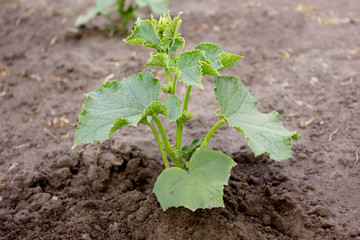 Young shoots of cucumber growing in a garden in spring