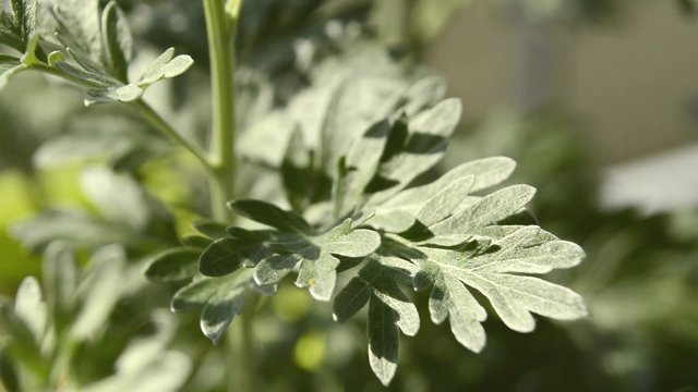 Wermut, Artemisisa absinthum, Heilpflanze
