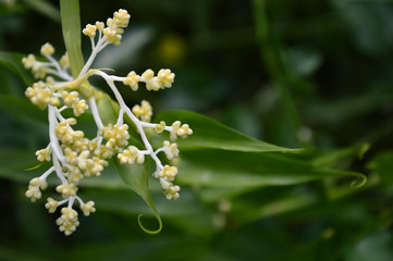Flagellaria fruit, Flagellaria indica, Central of Thailand