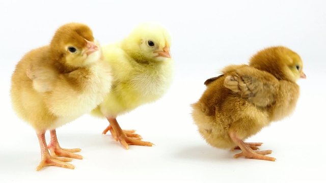 Newborn chickens walking on white background