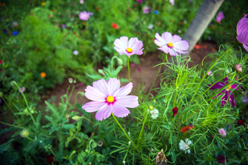 wild flowers in garden