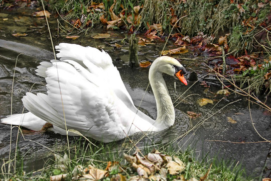 swan on river water in winter day