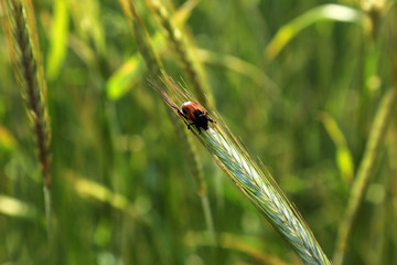 beetle on wheat
