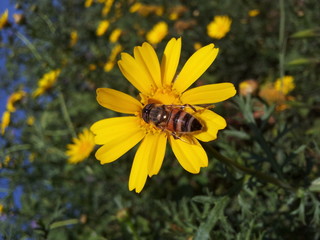 Bee on yellow flower