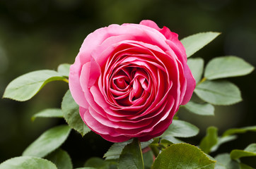 Beautiful Pink Rose