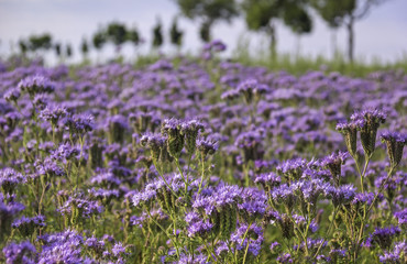 Fototapeta premium Close-up of phacelia on a field