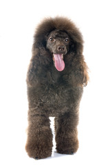 brown poodle