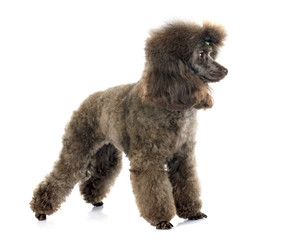brown poodle