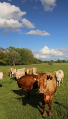 Gelbvieh cattle herd meadow under a blue sky