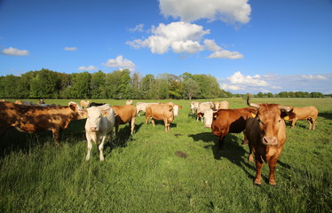 Gelbvieh cattle herd meadow under a blue sky