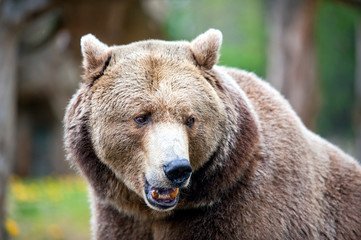 ursus arctos - brown bear