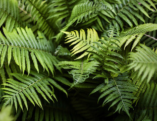 папоротник на темном фоне