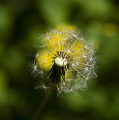 одуванчик на темно-зеленом и частично желтом фоне
