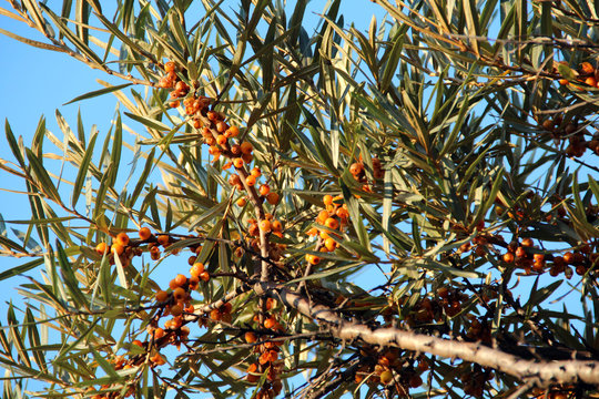 Sanddornbeeren Baum