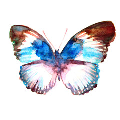 butterflies design