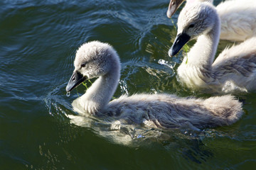 Fototapeta premium Cute young mute swans are swimming