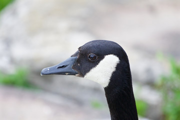 Calm cackling goose close-up