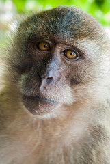 Free monkey in thailand beach