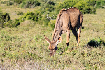 Commen Duiker