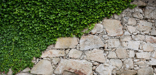 green leaf on stone wall