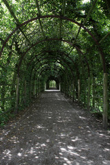 Naklejka premium Laubengang im Schweriner Schlossgarten