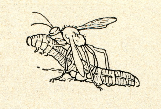 Sand wasp (Ammophila) with prey item