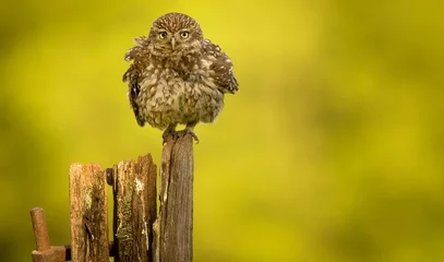 Cercles muraux Hibou Little owl on an old post isolated against a yellow background having a little shake