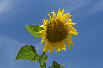 girasole