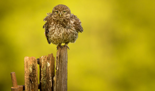 Little owl on an old post isolated against a yellow background having a little shake