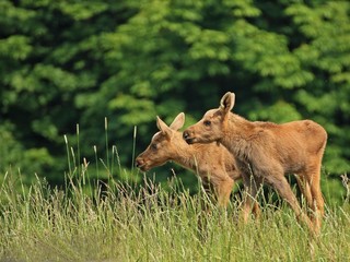 11 Tage alte Elchzwillinge
