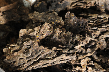 The nest of termites.