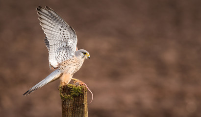 Wings up! a wild kestrel with his wings up - obrazy, fototapety, plakaty