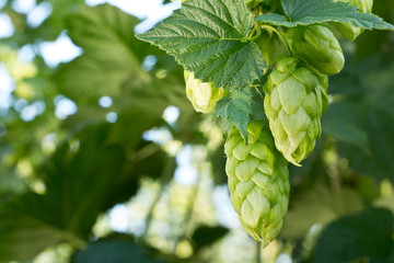 hop cones