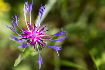 country fliel flower