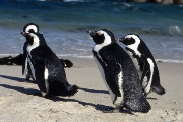 Gruppo di Jackass Penguin (Spheniscus demersus) della colonia di Simon's town in Sud Africa
