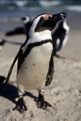 Naklejka premium Jackass Penguin (Spheniscus demersus) della colonia di Simon's town in Sud Africa 
