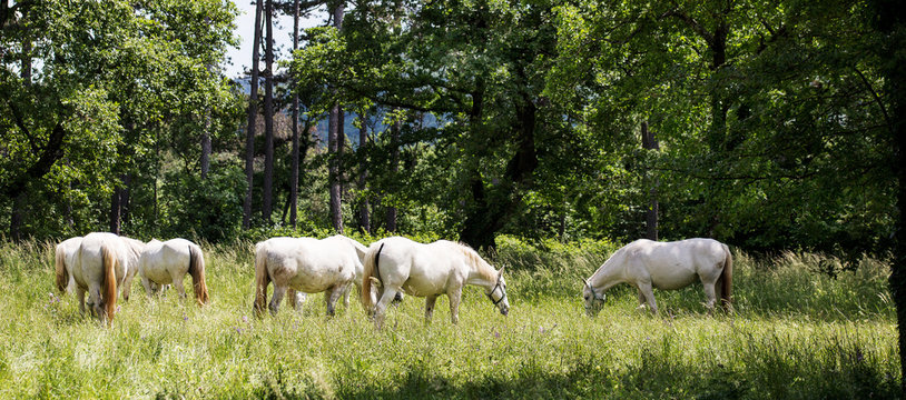 lipizzaner grazing in outdoors