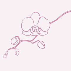 Orchid flower vector © Marta Jonina