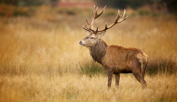 Fototapeta Red deer stag