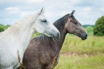 Fototapeta na wymiar Two beautiful andalusian horses
