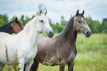 Fototapeta na wymiar Portrait of two beautiful andalusian horses