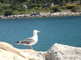 gull in the foreground