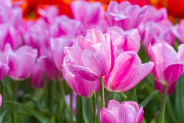 Obraz na płótnie Canvas Tulips flower in the garden