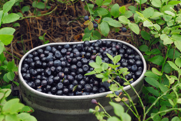 Blueberries in container