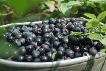 Blueberries close-up