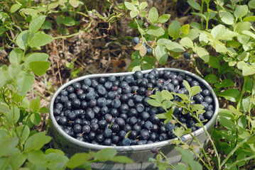 Blueberries