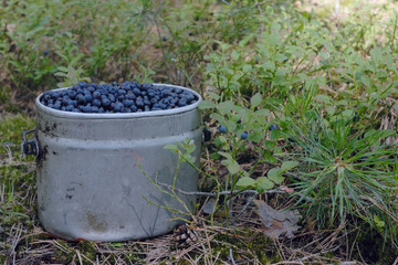 Blueberries, container, forest.