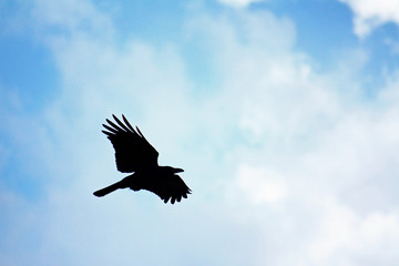 Crow flying in the sky